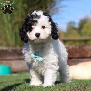 Max, Cavapoo Puppy